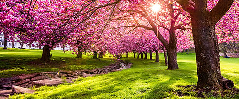 spring