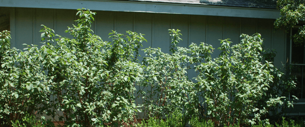 Red Osier Dogwood (Cornus sericea)