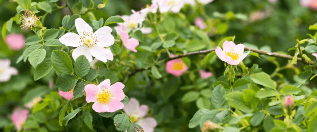 Alberta Wild Rose (Rosa acicularis)