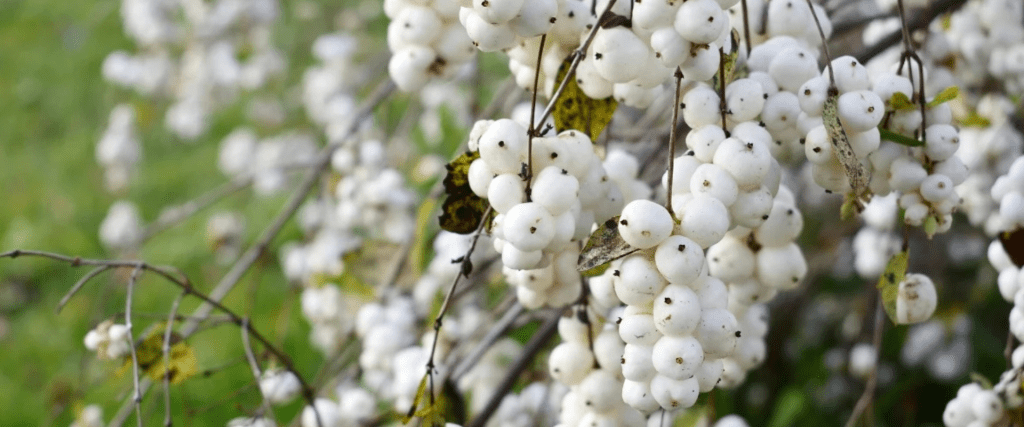 Snowberry (Symphoricarpos albus)