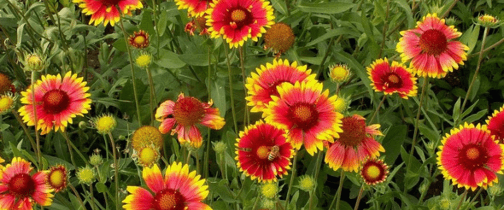 Blanket Flower (Gaillardia aristata)