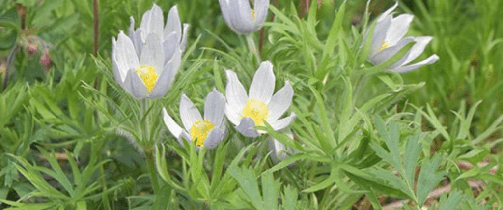 Prairie Crocus (Anemone patens)