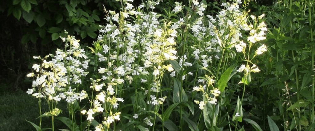 Beardtongue (Penstemon digitalis)