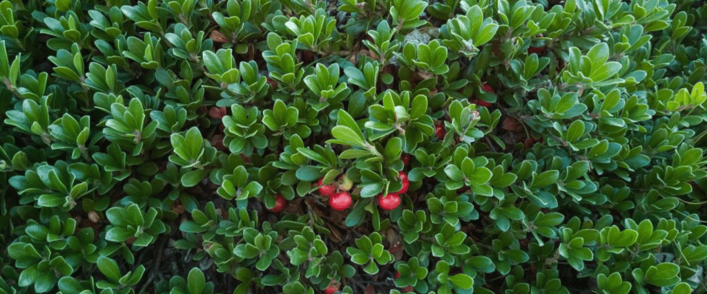 Bearberry (Arctostaphylos uva-ursi)