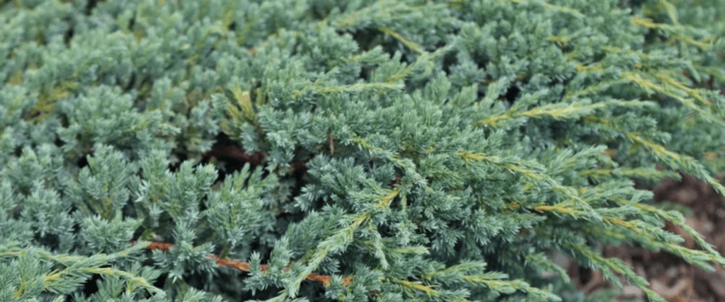 Creeping Juniper (Juniperus horizontalis)
