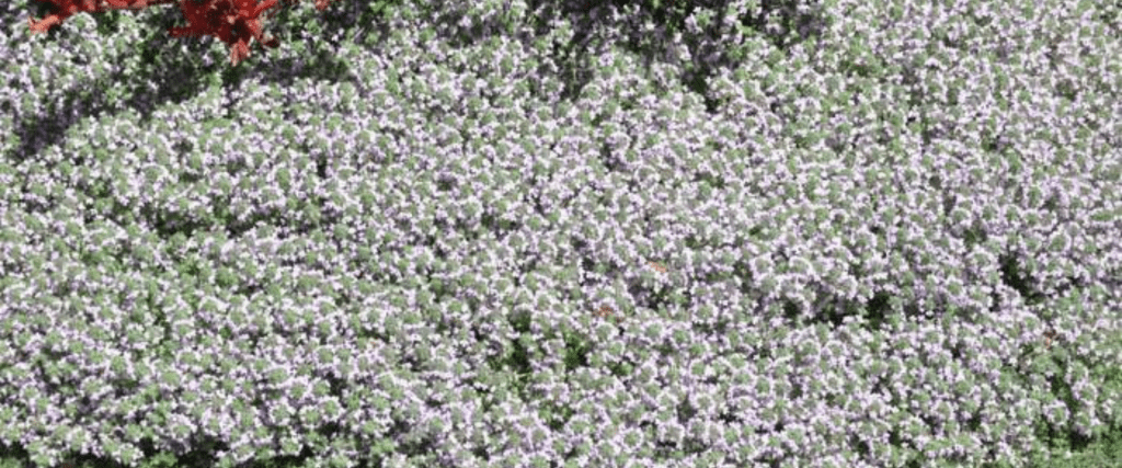 Woolly Thyme (Thymus pseudolanuginosus)