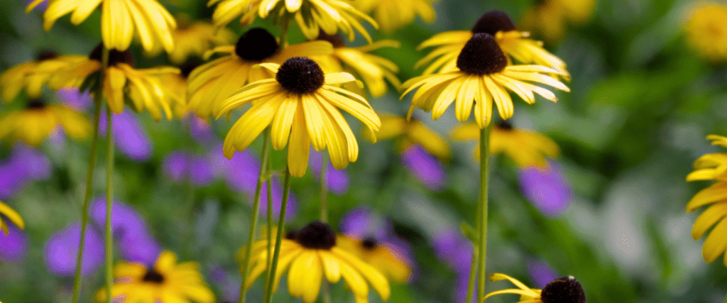 Black-Eyed Susan (Rudbeckia hirta)