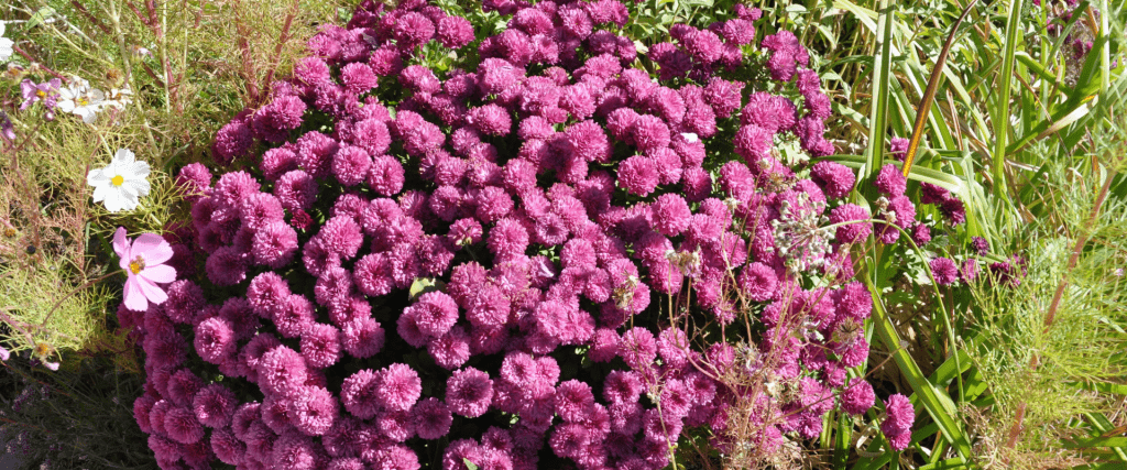 Alpine Aster (Aster alpines)