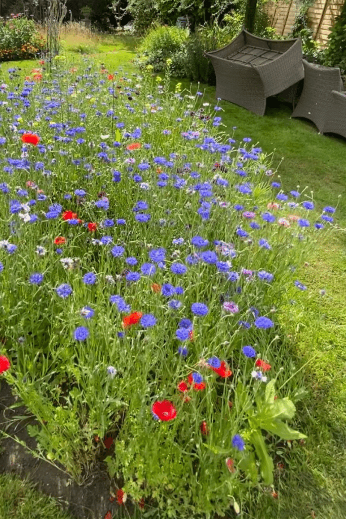 Wildflower & Pollinator Patches