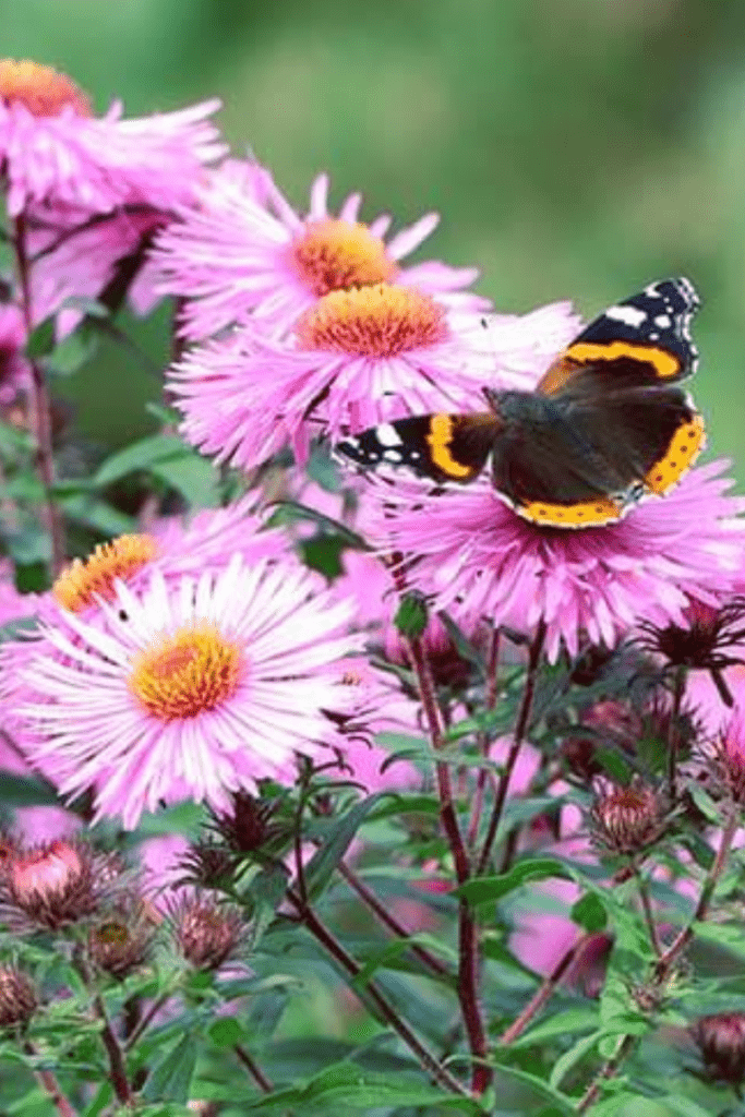 Plant for Wildlife