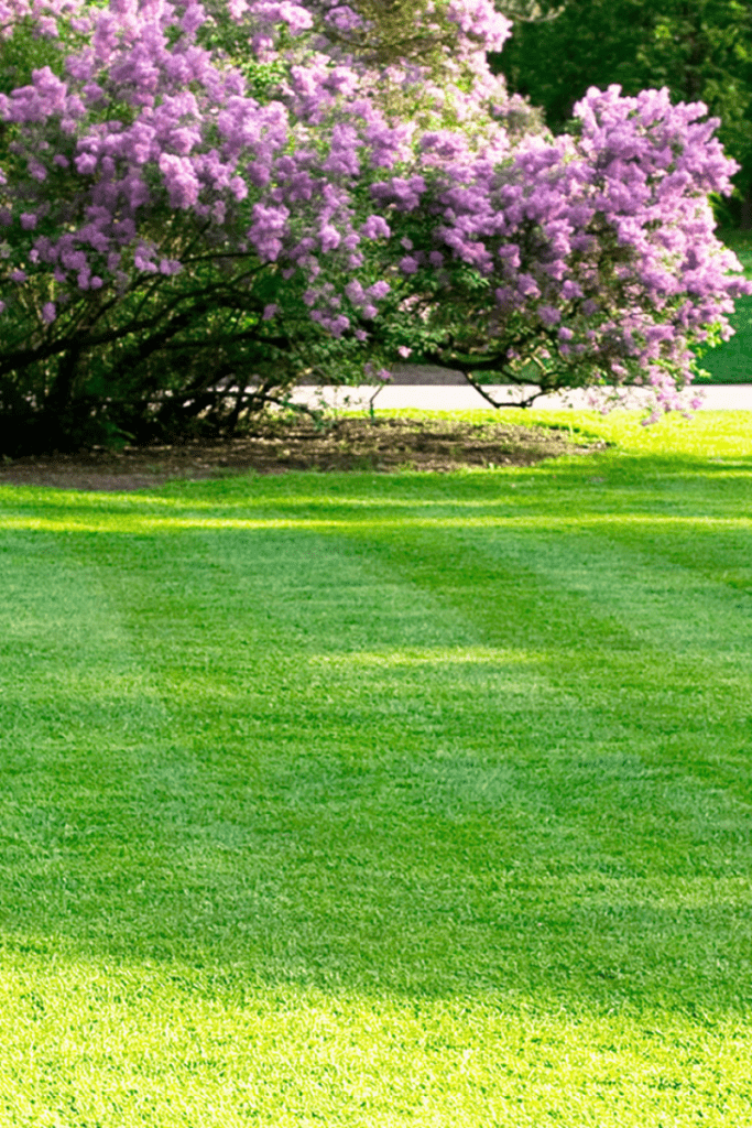 spring lawn care